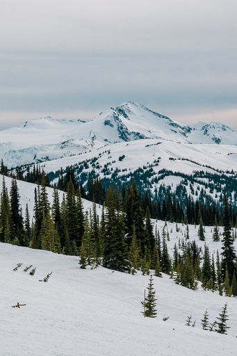 A vertical shot of a mountain range covered with forests and snow against a cloudless sky