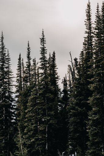 A vertical shot of a fir tree forest on a gloomy day