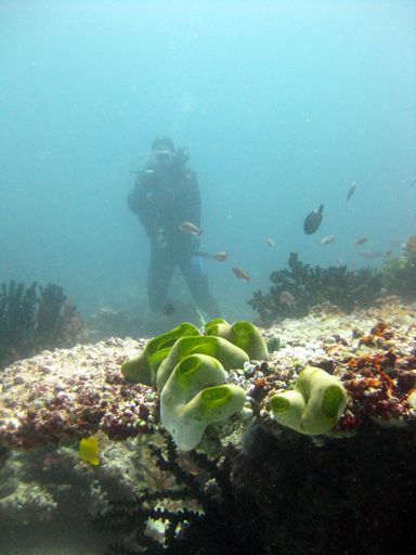 A vertical underwater shot of green jar-like corals on a coral reef with a diver in diving gear