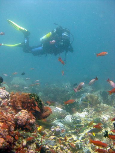 A vertical shot of a scuba diver wearing diving suit and equipment swimming near coral reefs