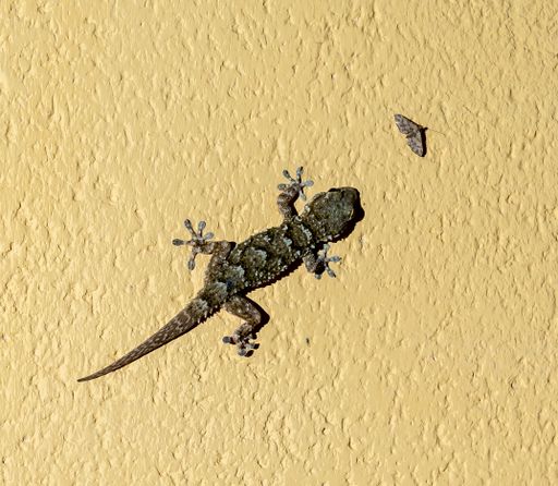 A closeup shot of a gecko hunting a moth on a yellow wall