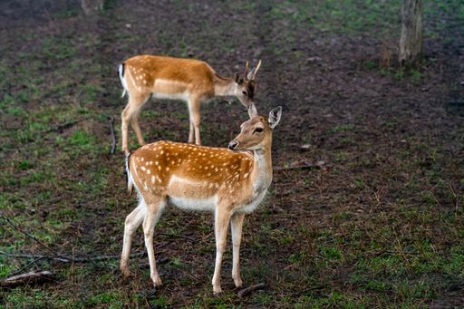 A closeup shot of two deer standing in the grass in a forest