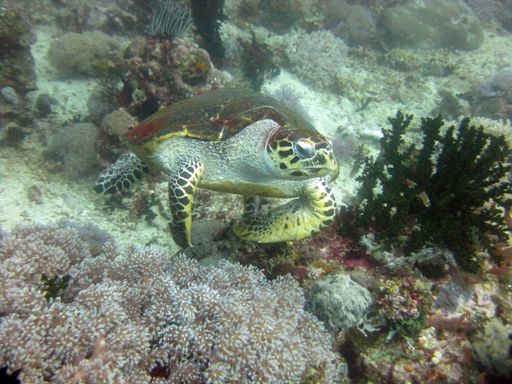 A closeup underwater shot of a small brown sea turtle swimming near a coral reef