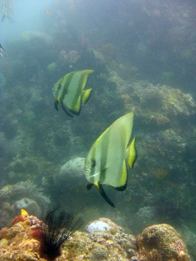 A vertical closeup shot of green and yellow coral reef fishes