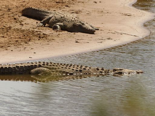 A view of beautiful crocodiles in a lake on a sunny day