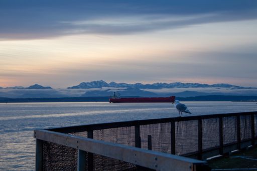 The close-up shot of a white seagull with a mountain background and a transport red ship in the background