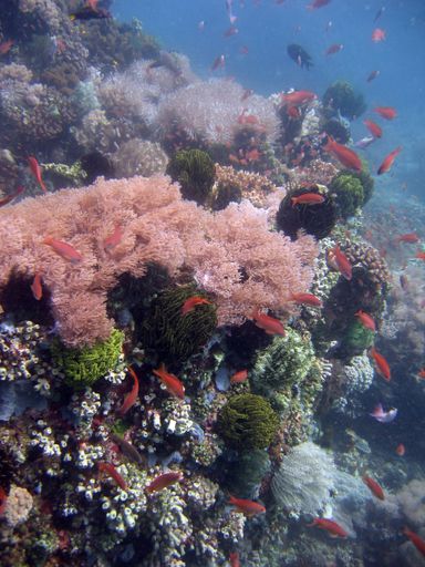 A vertical closeup shot of a beautiful pink coral on a coral reef with red fish swimming nearby