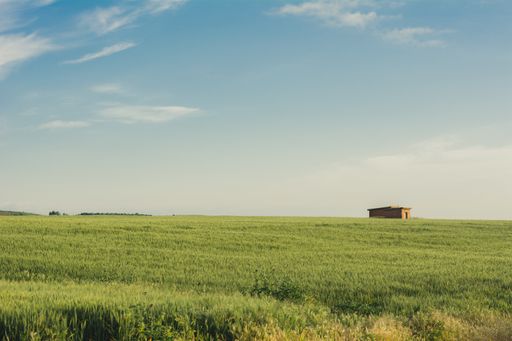 A landscape view of green wheat fields under the blue sky