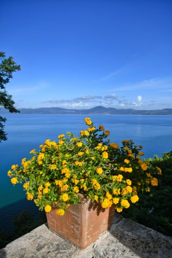A vertical closeup of yellow Lantana in the pot against the Lake Bracciano. Anguillara Sabazia, Italy.