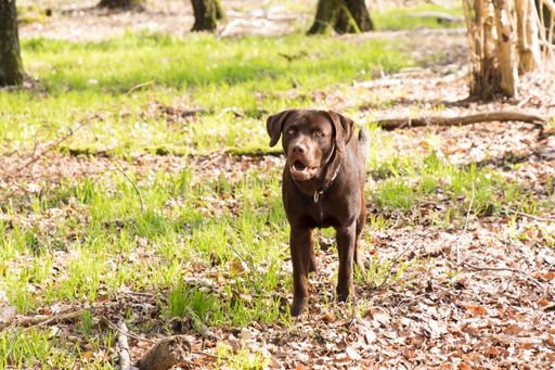 A Labrador with an open mouth standing on the ground with dry fallen leaves in the forest on a sunny day