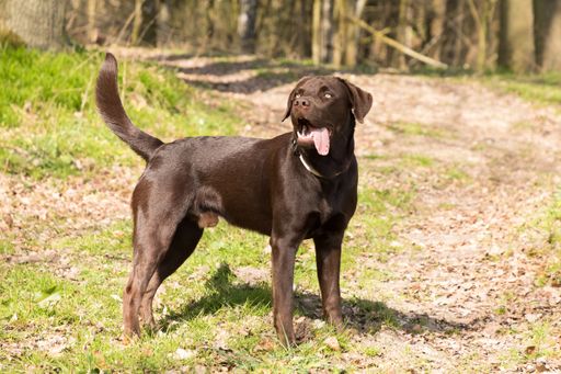 A Labrador with an open mouth standing on the ground with dry fallen leaves in the forest on a sunny day