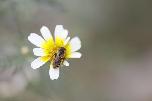 A closeup shot of a bee pollinating a yellow white flower