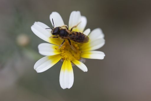 A closeup shot of a bee pollinating a yellow white flower