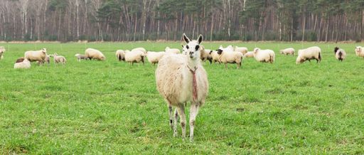 A panoramic shot of a cute Alpaca and herd of sheep in the grassy meadow during the daytime