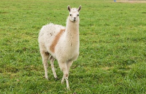 A closeup of a cute Alpaca in the grassy field during the daytime