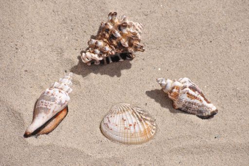 A closeup shot of different seashells on the sand