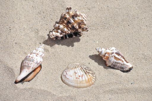 A high angle shot of seashells on the sand on a sunny day
