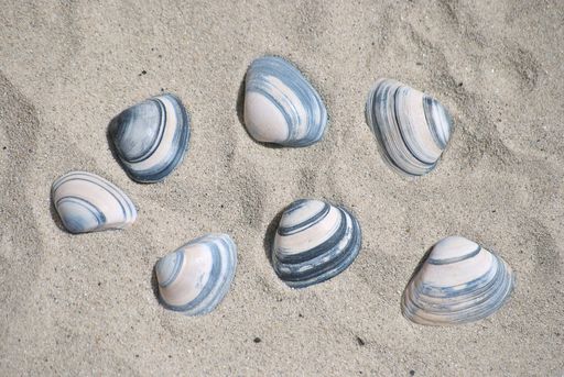 A high angle shot of different seashells on the sand