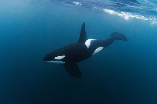 The orca or killer whale is a toothed whale belonging to the oceanic dolphin family. It is recognizable by its black-and-white patterned body.