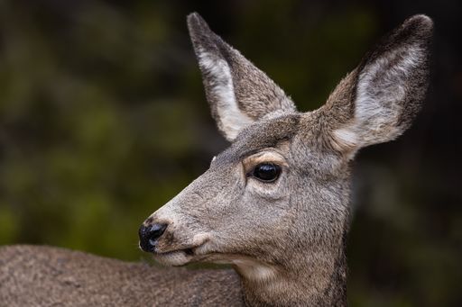 A closeup of a Mule Deer, Grand Teton National Park, Wyoming, USA