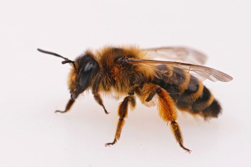 Closeup of a colorful , brown hairy female of the yellow legged mining bee, Andrena flavipes , on a white background