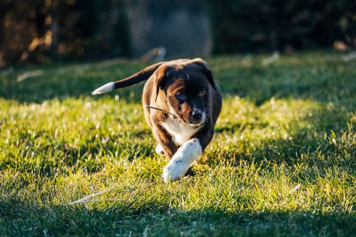 A closeup of a mixed-breed of Labrador retriever and Australian shepherd dog running in the park