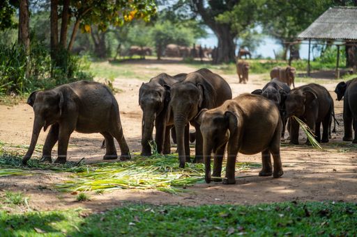A group of baby elephants eating greens in Udawalawe Elephant Transit Home, Sri Lanka