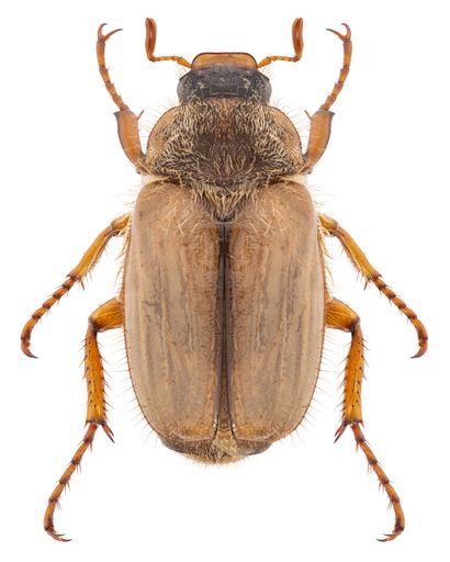 Chafer or scarab beetle species Amphimallon solstitiale, trivial name: Summer Chafer, female.