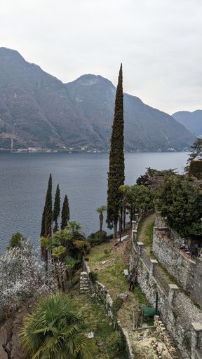 a vertical shot of tall tree on hill road against lake and mountain background