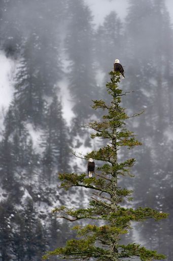 A couple of bald eagles perching on a pine tree against a misty background