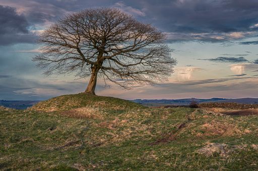 A gloomy spring day in the countryside with a single tree on top of a hill under the cloudy sky
