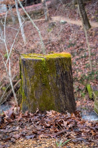 A vertical closeup of the mossy stump in the forest.