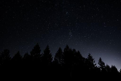 A beautiful silhouette shot of trees under a starry night sky