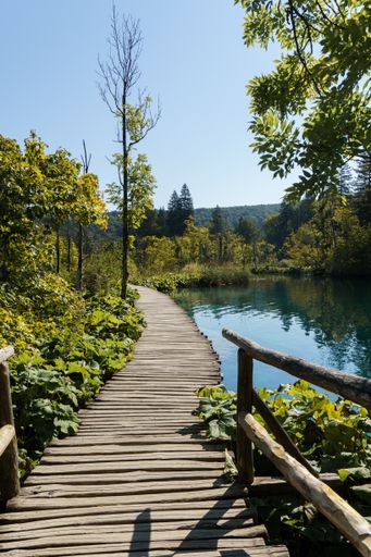 A vertical shot of the wooden pathway over the lake surrounded by trees on a sunny day