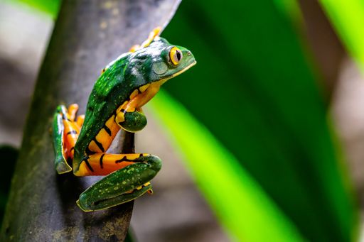 A selective focus shot of a tree frog in Costa Rica
