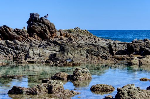 A beautiful shot of seabirds standing on rock formations at the beach against the sea and blue sky in bright sunlight