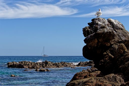 A closeup shot of seabird standing on rock formations at the beach against the sea and blue sky with a boat sailing on the horizon in bright sunlight