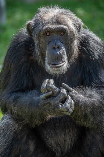 A closeup shot of a chimpanzee sitting in bright sunlight and looking at the camera with blurred background