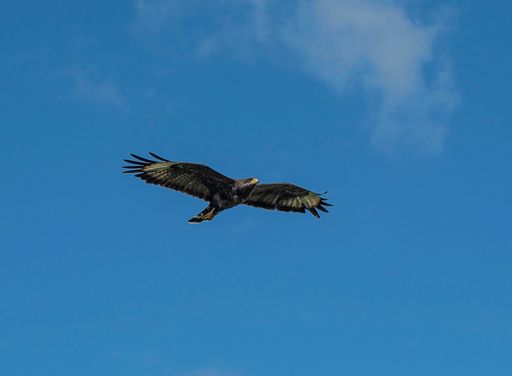 A black kite flying in the sky with wide-open wings.