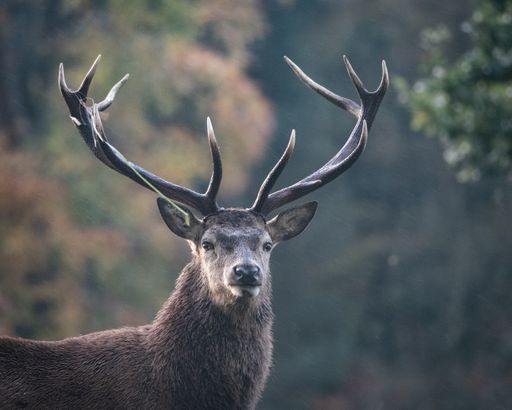 A shallow focus shot of a reindeer with its majestic horns, blurry background
