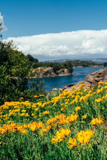 A vertical shot of the yellow lily of the incas field next to a lake on blue cloudy sky background