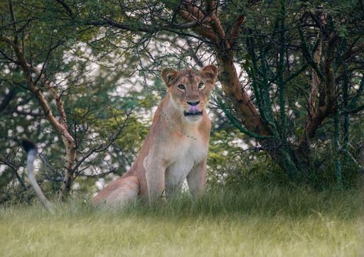 A closeup shot of a female lion sitting in a field