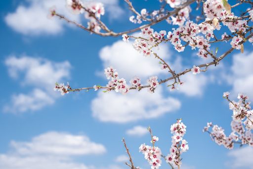 A closeup shot of blooming cherry blossoms under a blue sky