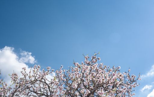 A closeup shot of blooming cherry blossoms under a blue sky