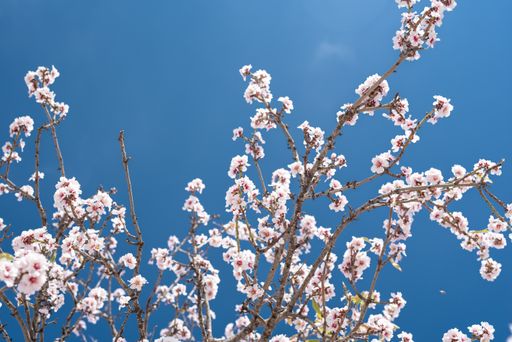 A closeup shot of blooming cherry blossoms under a blue sky