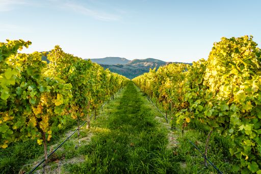A perspective symmetrical shot of vineyard fields.