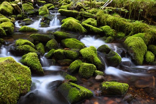 A beautiful view of a river flowing through the moss-covered rocks in Olympic National Park, Washington State