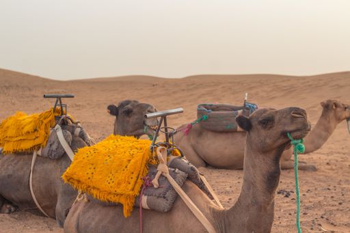 The camels laying on the hot sand of the Sahara Desert