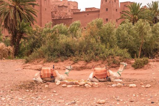 The camels sitting on the ground in the desert