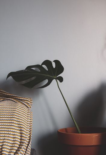 A vertical shot of monstera in the pot near the wall